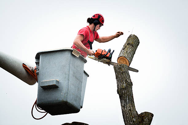 Trusted Millersville, TN Tree Services Experts