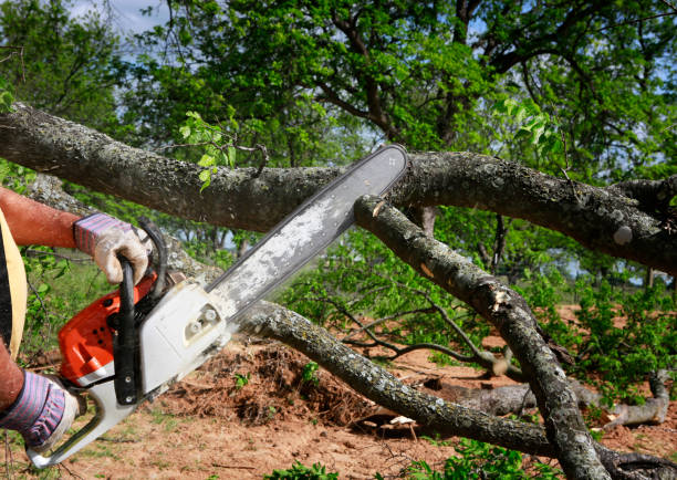 How Our Tree Care Process Works  in  Millersville, TN